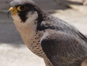 Peregrine falcon