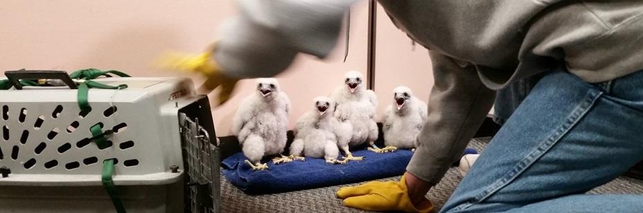 Four baby peregrine falcons sitting next to transport cage on Jones Island, Milwaukee.