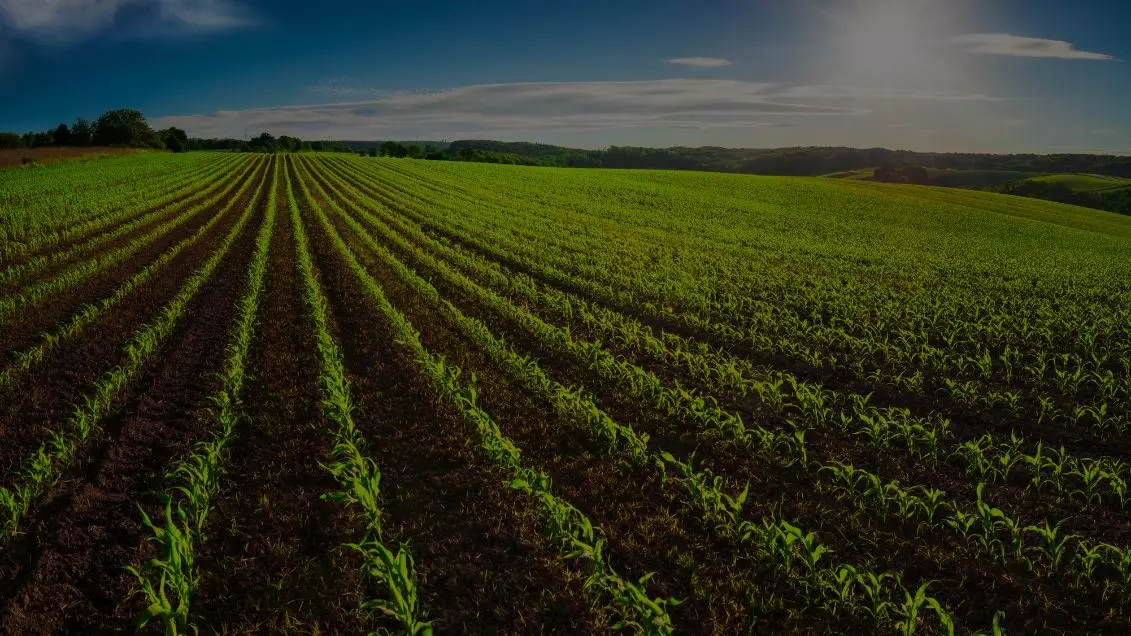A large agricultural field