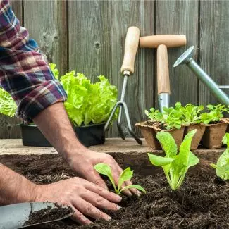 A person's hands are seen working in a backyard garden